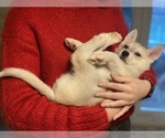 Small #26 Siberian Husky