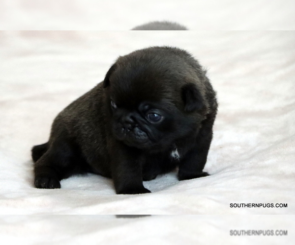 Medium Photo #22 Pug Puppy For Sale in WINNSBORO, TX, USA