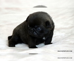 Small Photo #22 Pug Puppy For Sale in WINNSBORO, TX, USA