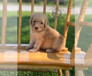 Goldendoodle Puppy for sale in MARYVILLE, MO, USA
