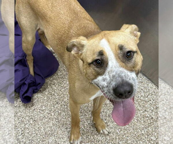 Medium Photo #2 Mutt Puppy For Sale in Martinsburg, WV, USA