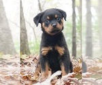 Small Photo #1 Rottweiler Puppy For Sale in WARSAW, IN, USA