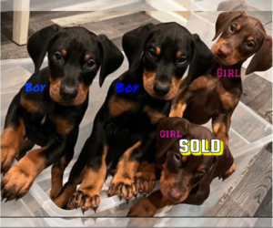 Doberman Pinscher Puppy for sale in STKN, CA, USA
