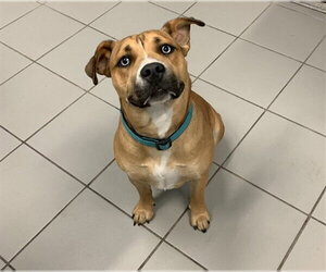 American Pit Bull Terrier-Siberian Husky Mix Dogs for adoption in Corpus Christi, TX, USA