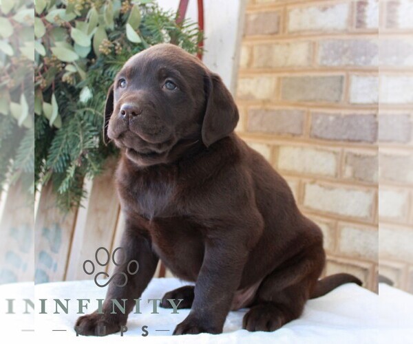 Medium Photo #3 Labrador Retriever Puppy For Sale in JONESTOWN, PA, USA