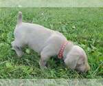 Small Photo #12 Weimaraner Puppy For Sale in SOCIAL CIRCLE, GA, USA