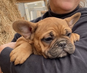 French Bulldog Puppy for sale in BLOOMFIELD, IA, USA