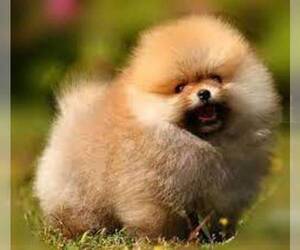 Pomeranian Puppy for sale in TORRANCE, CA, USA