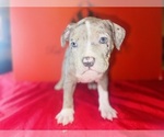 Small #3 American Bully