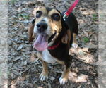 Small #3 Beagle