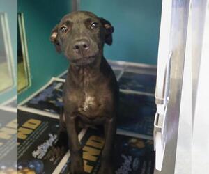 American Staffordshire Terrier-Unknown Mix Dogs for adoption in San Antonio, TX, USA