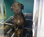 Small American Staffordshire Terrier Mix
