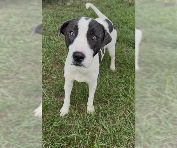 Medium Photo #2 Mutt Puppy For Sale in Conroe, TX, USA