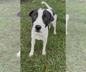 TRIXIE - Female Mutt Dog for Adoption - Photo #2