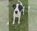 Small Photo #2 Mutt Puppy For Sale in Conroe, TX, USA