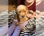 Golden Retrieve - Female Golden Retriever Puppy for Sale - Photo #7