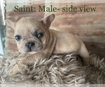 Puppy 6 French Bulldog