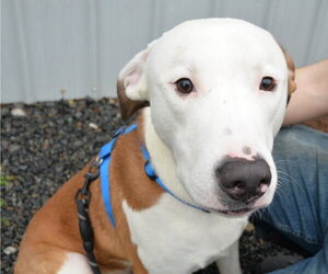 Mutt Dogs for adoption in Rockaway, NJ, USA