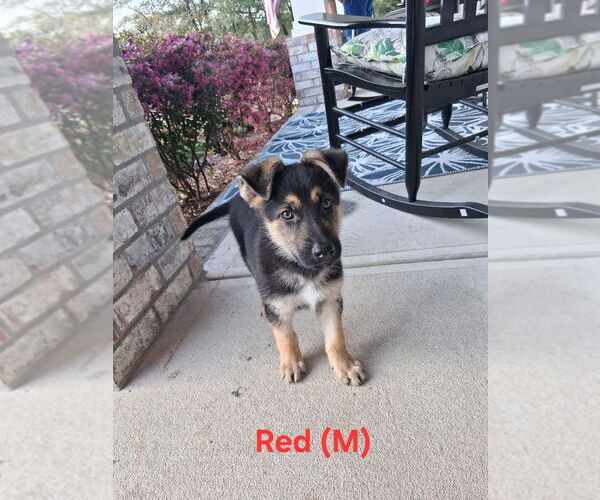 Medium Photo #1 German Shepherd Dog Puppy For Sale in CRESTVIEW, FL, USA