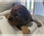 Small Photo #15 Cavapoo (Miniature) Puppy For Sale in SAINT FRANCIS, MN, USA