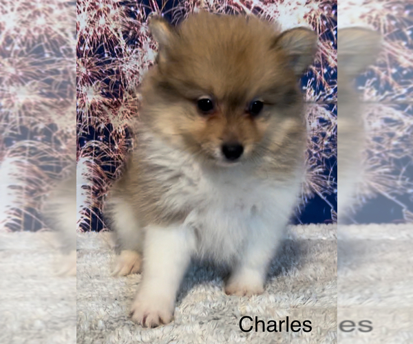 Medium Photo #5 Pomeranian Puppy For Sale in AZLE, TX, USA