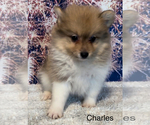 Small Photo #5 Pomeranian Puppy For Sale in AZLE, TX, USA