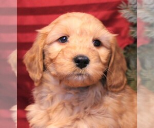 Goldendoodle (Miniature) Puppy for sale in JONES, MI, USA