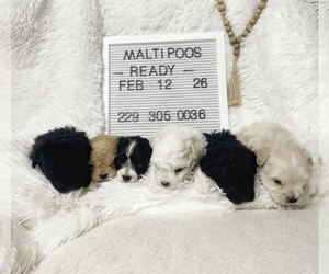 Maltipoo (Miniature) Puppy for sale in VALDOSTA, GA, USA