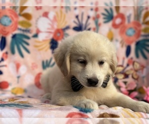 American Eskimo Dog-Golden Retriever Mix Puppy for sale in LANCASTER, PA, USA