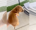 Small #1 American Pit Bull Terrier