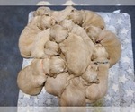 Small Photo #1 Golden Retriever Puppy For Sale in CHIMACUM, WA, USA