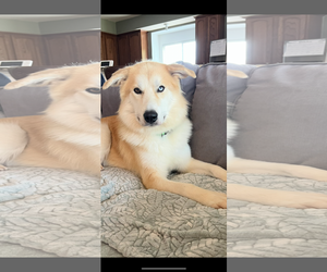 Great Pyrenees-Huskies Mix Dogs for adoption in McKinney, TX, USA