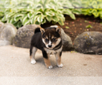 Small #3 Shiba Inu