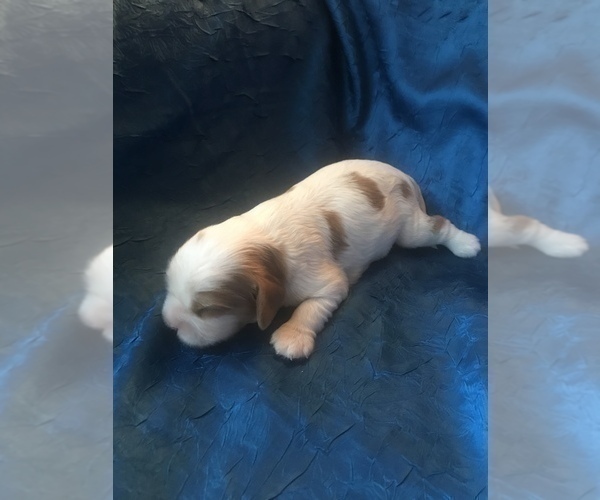 Medium Photo #3 Cavalier King Charles Spaniel Puppy For Sale in STE GENEVIEVE, MO, USA