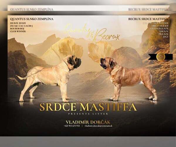 Medium Photo #1 Mastiff Puppy For Sale in Bardejov, Presovsky, Slovakia