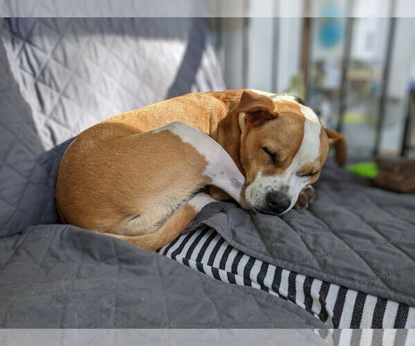 Medium Photo #4 Boxer-Unknown Mix Puppy For Sale in McCormick, SC, USA