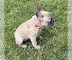 Small #7 French Bulldog
