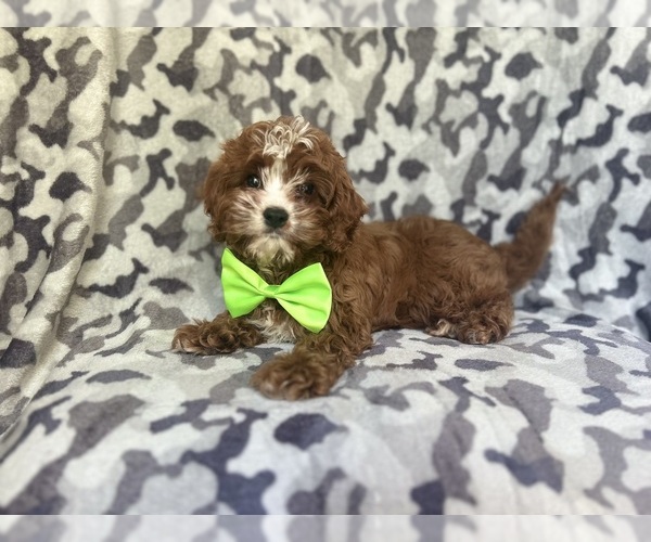 Medium Photo #8 Cavapoo Puppy For Sale in LAKELAND, FL, USA