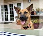 Small #2 Dutch Shepherd  Mix
