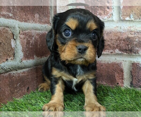 Medium Photo #7 Cavalier King Charles Spaniel Puppy For Sale in MOBERLY, MO, USA