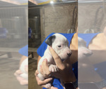 Small #2 Dogo Argentino