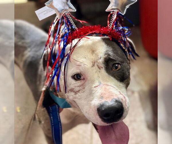 Medium Photo #2 American Pit Bull Terrier-American Staffordshire Terrier Mix Puppy For Sale in Waldron, AR, USA