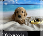 Small Photo #2 Golden Retriever Puppy For Sale in APPLE VALLEY, CA, USA