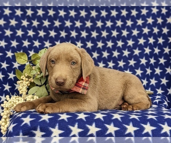 Medium Photo #4 Labrador Retriever Puppy For Sale in KINZERS, PA, USA