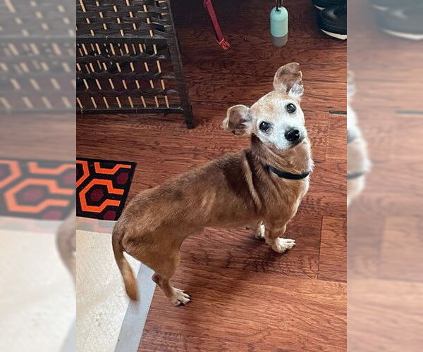 Medium Photo #9 Chihuahua-Unknown Mix Puppy For Sale in San Diego, CA, USA