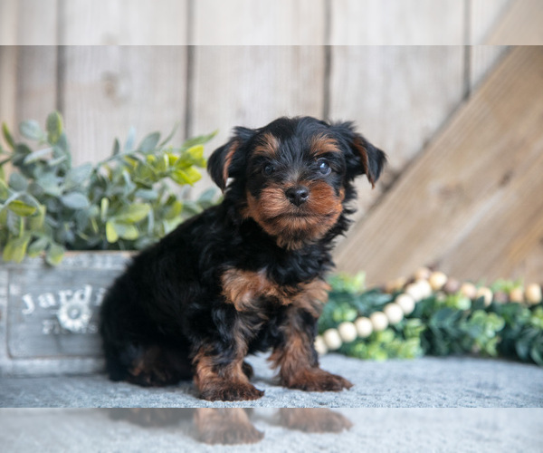 Medium Photo #7 Yorkshire Terrier Puppy For Sale in GREENWICH, OH, USA