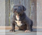 Small Photo #5 American Bully Puppy For Sale in LOS ANGELES, CA, USA