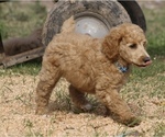 Small #24 Poodle (Standard)