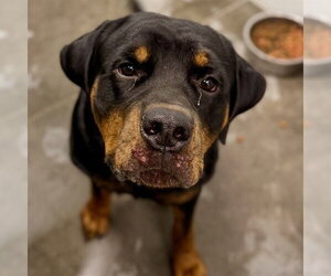 Rottweiler Dogs for adoption in Tavares, FL, USA