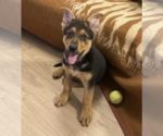Small #13 German Shepherd Dog Mix